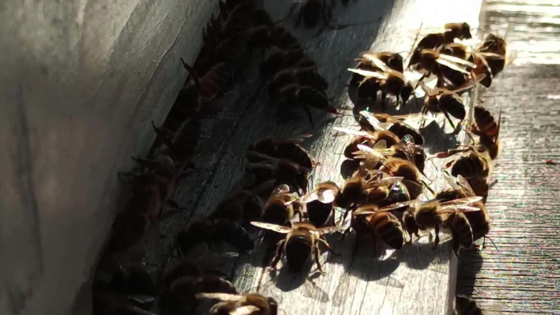 Video 5